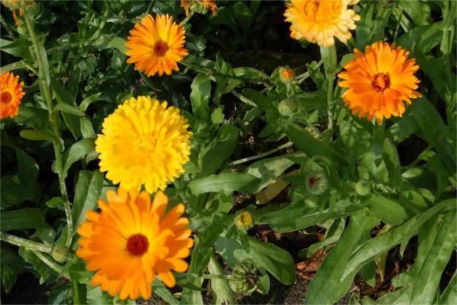 金盏菊种子的播种方法与养护-瀚阳绿化
