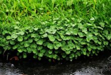 马蹄金种子(包衣)-瀚阳绿化