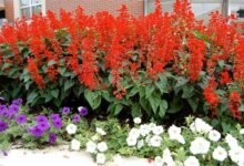 一串红株高多少-瀚阳绿化