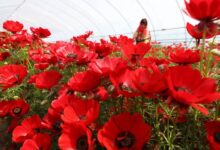 福寿花种子批发 瀚阳绿化-瀚阳绿化