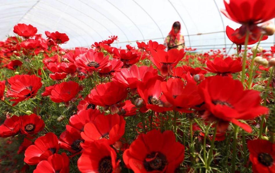 福寿花-瀚阳绿化