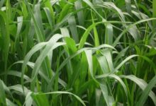 高丹草种子-瀚阳绿化