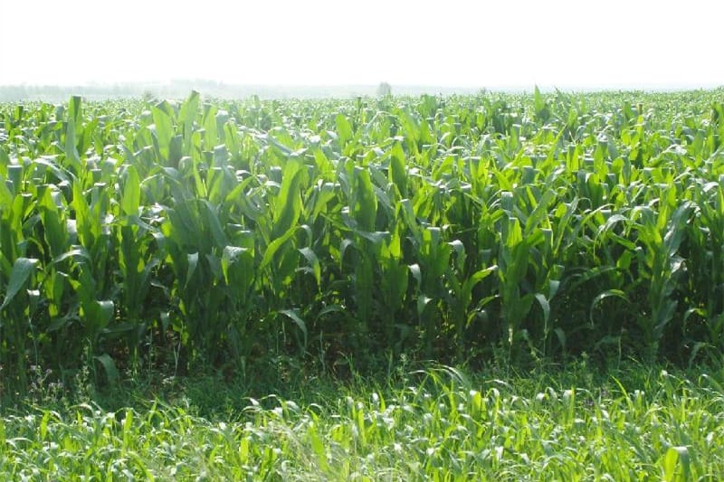 高丹草-瀚阳绿化