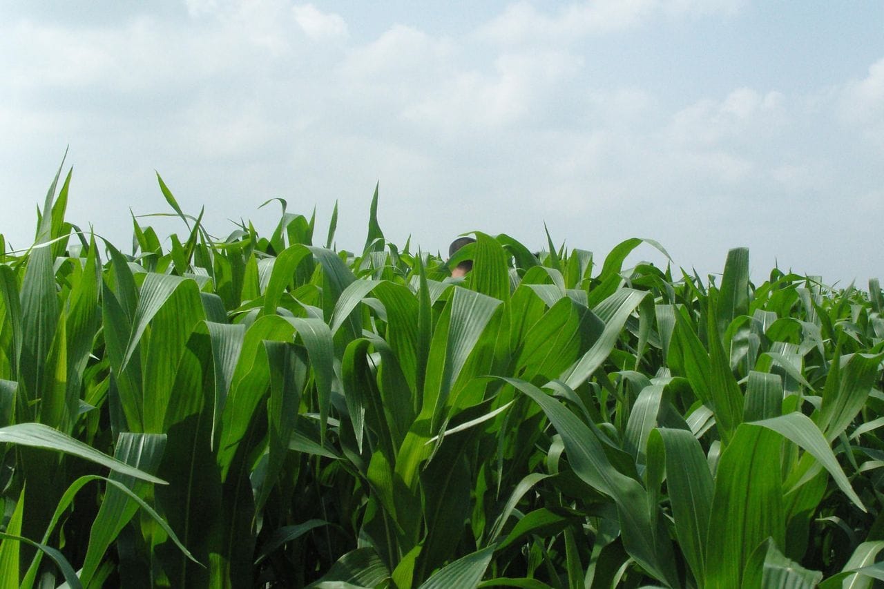 高丹草-瀚阳绿化