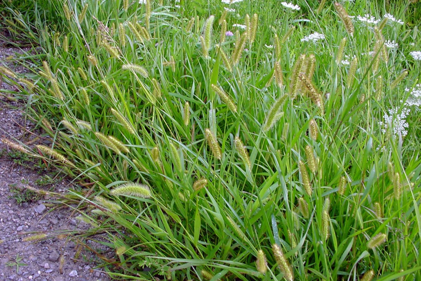 狗尾草-瀚阳绿化