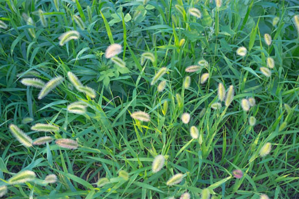 狗尾草-瀚阳绿化