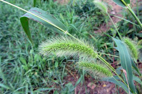 狗尾草-瀚阳绿化