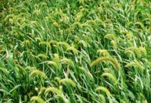 狗尾草种子-瀚阳绿化