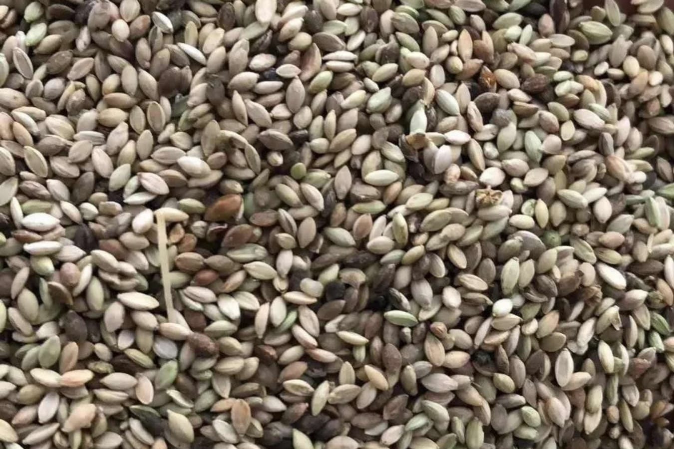 狗尾草种籽-瀚阳绿化