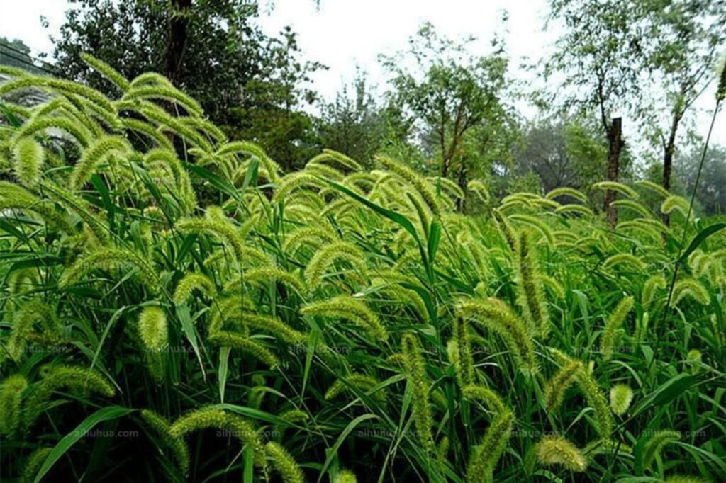 狗尾草-瀚阳绿化