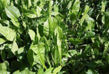 菊苣种子-瀚阳绿化