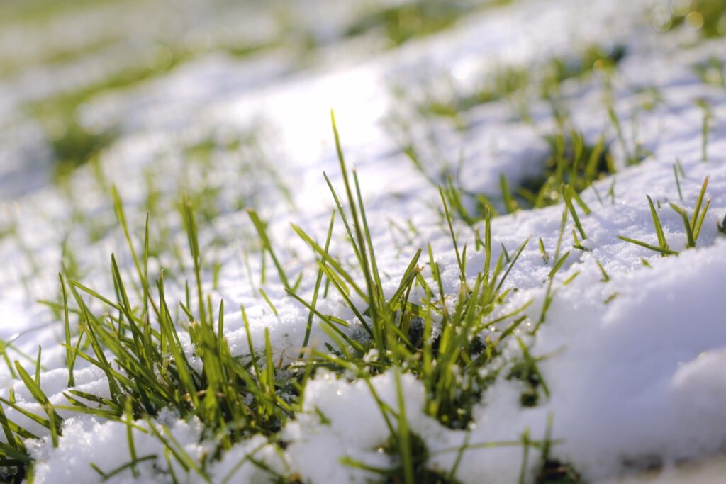 适合北方种植的冷季型草坪草-瀚阳绿化