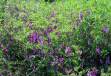 毛苕子种子-瀚阳绿化