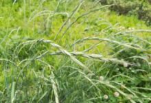 披碱草种子-瀚阳绿化