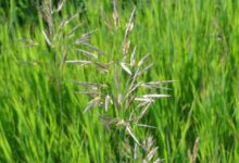 无芒雀麦种子-瀚阳绿化