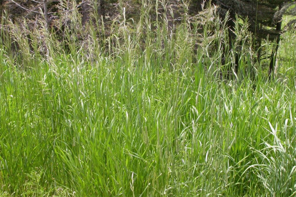 无芒雀麦-瀚阳绿化