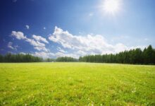 适合南方炎热气候种植的暖季型草坪草-瀚阳绿化