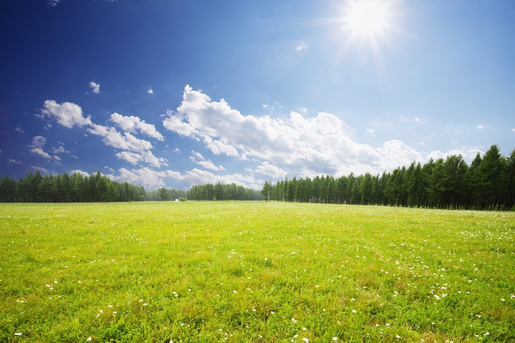 适合南方种植的暖季型草坪草-瀚阳绿化