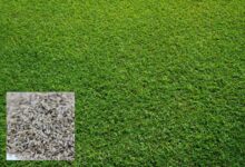 草坪种子的市场价格分析-瀚阳绿化