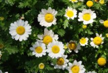 白晶菊种子多少钱一斤?-瀚阳绿化