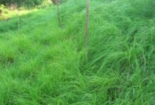 百喜草种子-瀚阳绿化