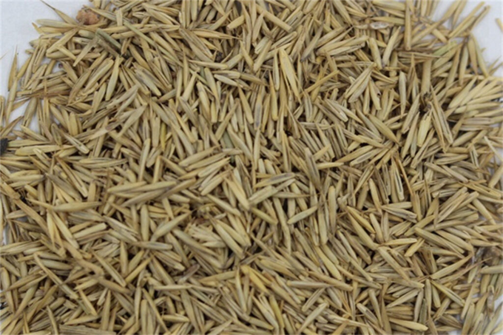 冰草草籽-瀚阳绿化