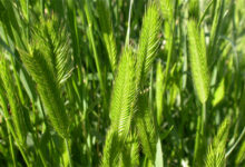 冰草种子-瀚阳绿化