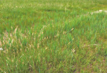 2024年7月内蒙古李先生冰草披碱草25吨-瀚阳绿化