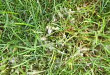 草坪种子常见的病虫害防治-瀚阳绿化