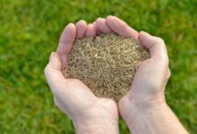 草坪种子的播种时间和方法-瀚阳绿化