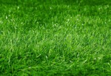 草坪种子的种类及其特点-瀚阳绿化