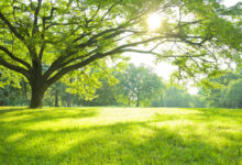 播种草坪前整地的方法-瀚阳绿化