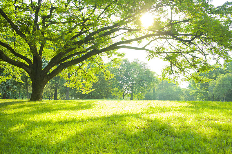 播种草坪前整地的方法-瀚阳绿化