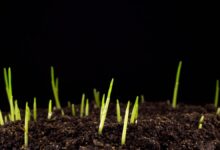 草坪种子草籽催芽方法-瀚阳绿化