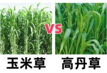 玉米草和高丹草产量哪个高?-瀚阳绿化