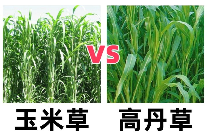 玉米草和高丹草产量哪个高？-瀚阳绿化