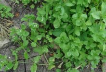 草坪常见杂草图片以及清除方法-瀚阳绿化