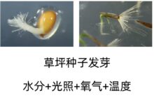 如何提高草坪种子的发芽率-瀚阳绿化