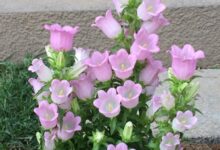 风铃花种子种植时间与方法-瀚阳绿化