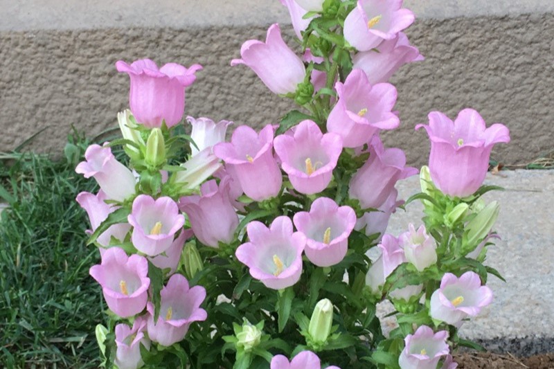 风铃花种子种植时间与方法-瀚阳绿化