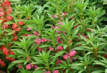 指甲花种子种植方法以及注意事项-瀚阳绿化