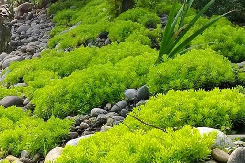 佛甲草-瀚阳绿化