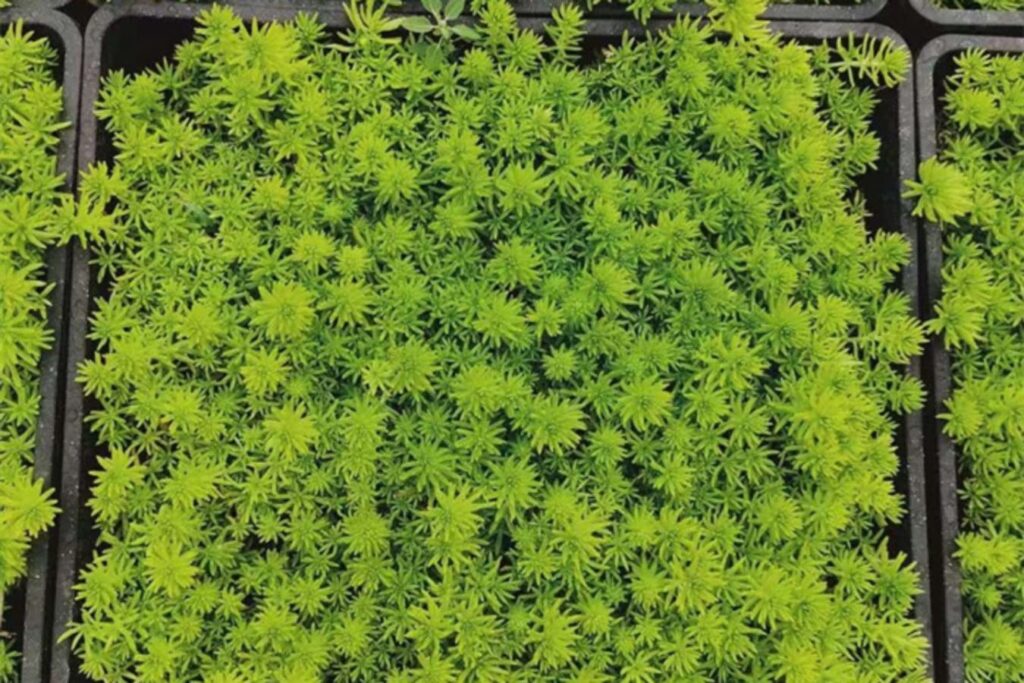 佛甲草-瀚阳绿化