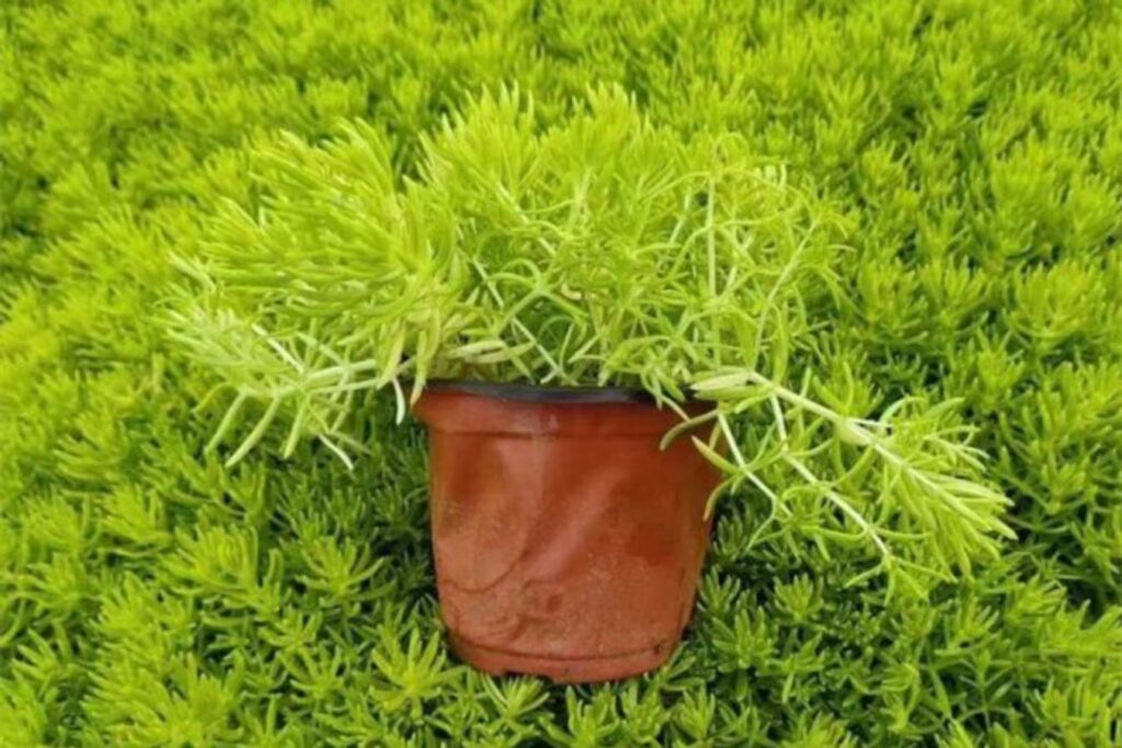 佛甲草-瀚阳绿化