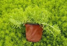 佛甲草图片介绍-价格-养殖方法和注意事项-瀚阳绿化