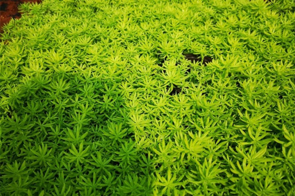 佛甲草-瀚阳绿化