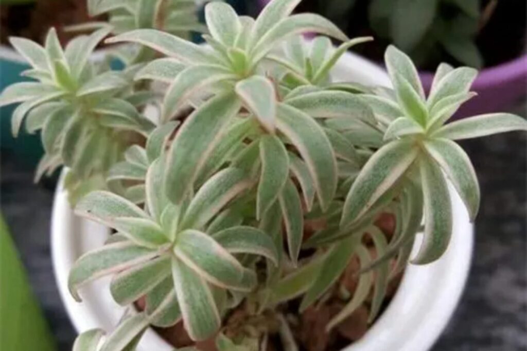 佛甲草锦-瀚阳绿化