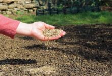 草坪种子的混播技巧-瀚阳绿化