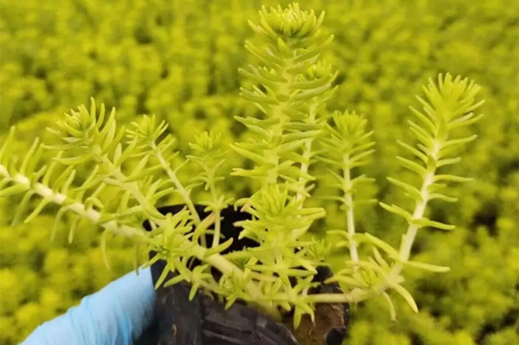 金叶佛甲草-瀚阳绿化