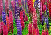 鲁冰花种子的种植时间与方法-瀚阳绿化